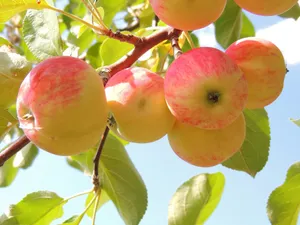Apple Fruit Bunch Wallpaper