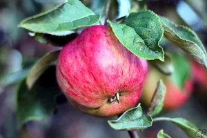 Apple With Leaves Wallpaper