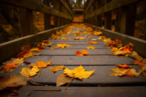 Appreciate The Beauty Of The Autumn Foliage. Wallpaper