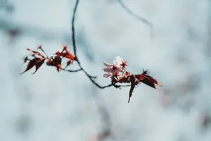 April Flowers Photography Wallpaper