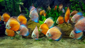 Aquarium 4k Ultra Hd Fish Wallpaper