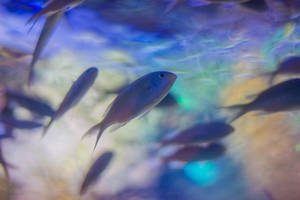 Aquatic Fish In Rainbow Waters Wallpaper