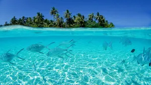 Aquatic Fishes In Shallow Waters Wallpaper