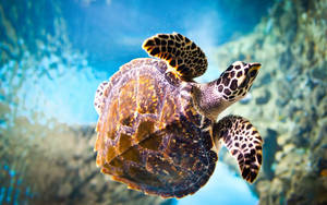Aquatic Hawksbill Sea Turtle Wallpaper