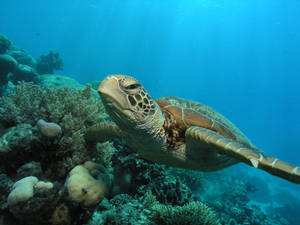 Aquatic Sea Turtle Swimming Wallpaper