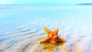 Aquatic Starfish In Sandy Water Wallpaper