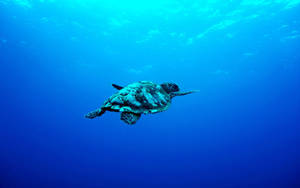 Aquatic Turtle In Deep Blue Ocean Wallpaper