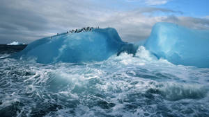 Arctic Iceberg With Penguins Wallpaper