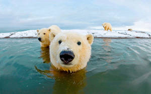 Arctic Polar Bears On Ice Wallpaper