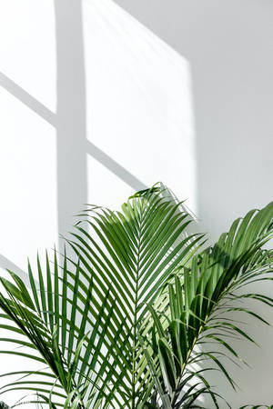Areca Palm Leaves Green And White Aesthetic Wallpaper