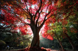 Aromatic Red Tree In A Stunning Nature Scene Wallpaper