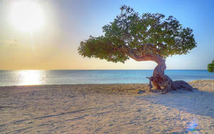 Aruba Beach Tree Wallpaper
