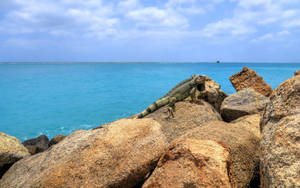 Aruba Green Iguana Wallpaper