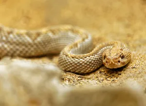 Aruba Island Rattlesnake Wallpaper