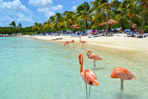 Aruba Renaissance Island Wallpaper