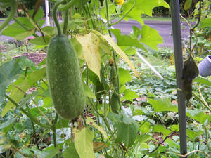 Ash Gourd Vegetable Plant Stalk Wallpaper