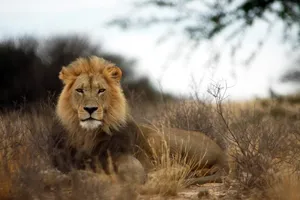 Asiatic Lion On Prairie Wallpaper