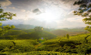 Assam Green Hill Tea Garden Wallpaper