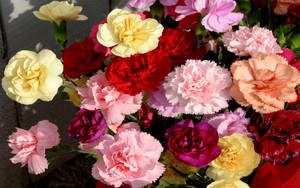 Assorted Carnation Flowers Wallpaper