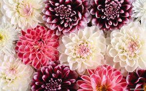 Assorted Dahlia Flowers Wallpaper
