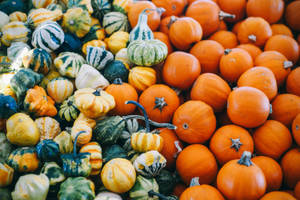 Assorted Newly Harvested Pumpkins Wallpaper