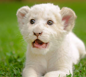 Astonished Baby White Lion In A Mesmerizing Close-up Shot Wallpaper