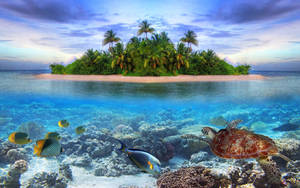 Astonishing Marine Life Tropical Desktop Wallpaper