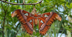 Atlas Moth Cocoon Wallpaper