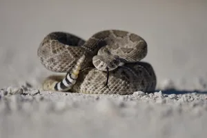 Attack Pose Rattlesnake Wallpaper
