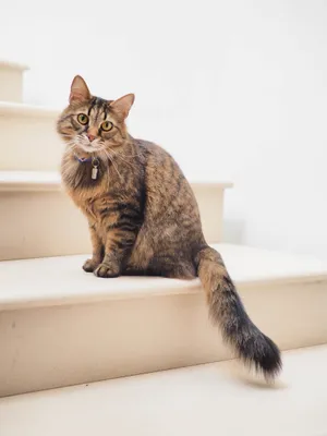 Attentive Striped Cat Wallpaper