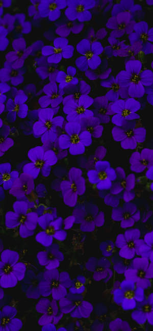 Aubrieta Dark Purple Flowers Wallpaper