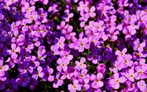 Aubrieta Plant Purple Flowers Field Wallpaper