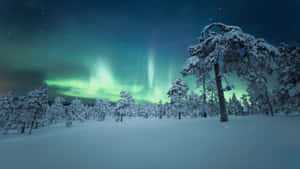 Aurora Borealis Winter Forest4 K Wallpaper