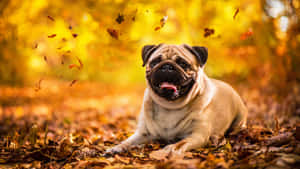 Autom Vibes With Pug Dog Wallpaper