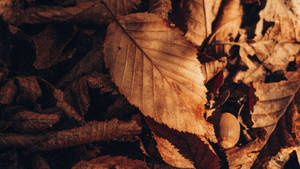 Autumn Brown Dried Leaves Wallpaper
