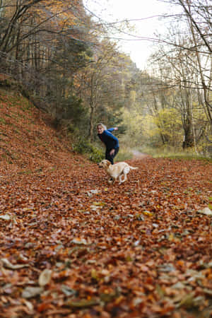 Autumn Dog Training Session Wallpaper