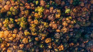 Autumn Forest View Wallpaper