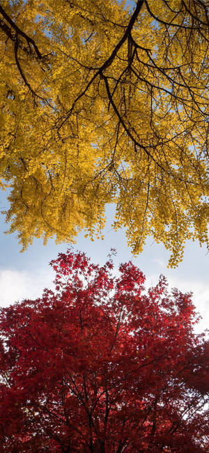 Autumn Iphone Yellow And Red Maple Wallpaper