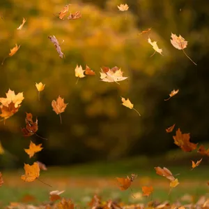 Autumn Leaves Falling In The Air Wallpaper