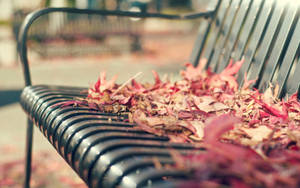 Autumn Leaves On Bench Wallpaper