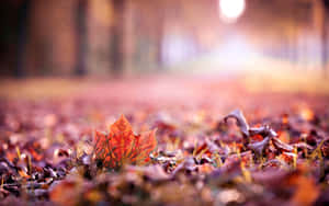 Autumn Leaves On The Ground Wallpaper