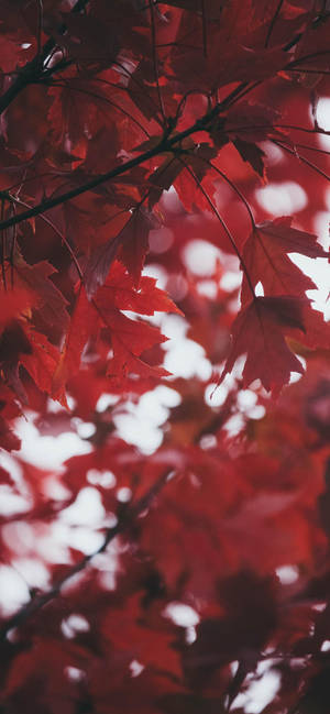 Autumn Leaves Red Iphone Wallpaper