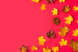 Autumn Leaves With Red Color Background Wallpaper