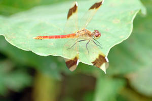 Autumn Meadowhawk Dragonfly Wallpaper