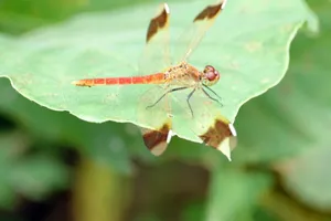 Autumn Meadowhawk Dragonfly Wallpaper