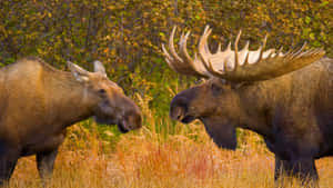 Autumn Moose Encounter Wallpaper
