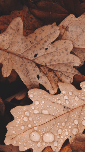 Autumn Oak Leaves Oppo A5s Wallpaper