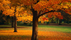 Autumn Oak Trees Orange Leaves Wallpaper