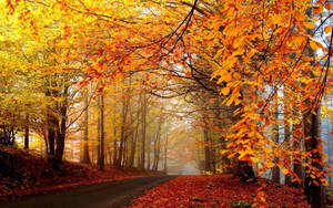 Autumn Orange Forest Tumblr Desktop Wallpaper
