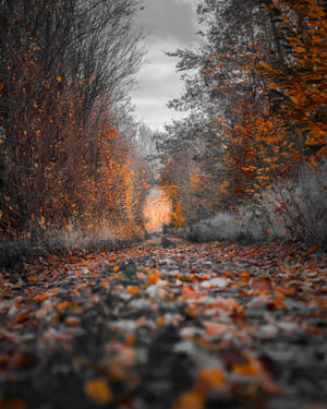 Autumn Path Landscapes Wallpaper